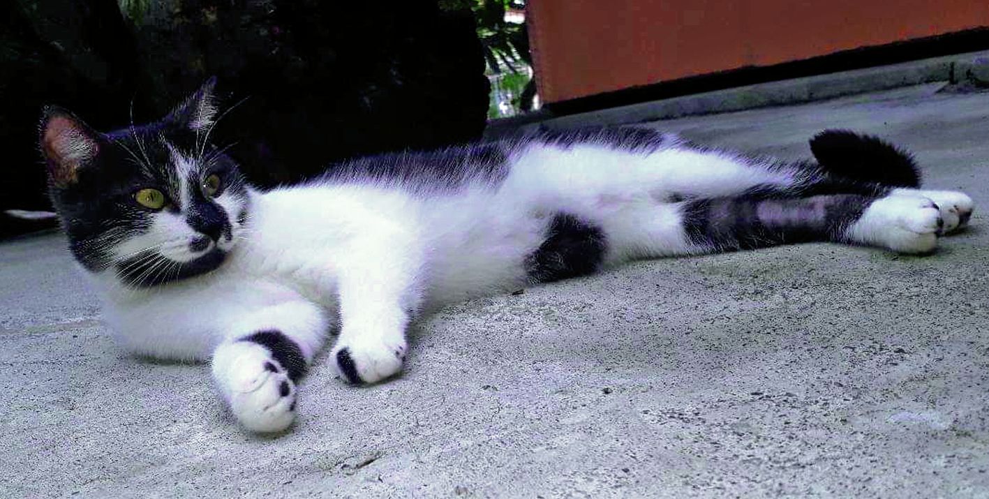 Rafia est un jeune chat joueur et affectueux. Il saura facilement trouver sa place dans le cœur de ses maîtres.