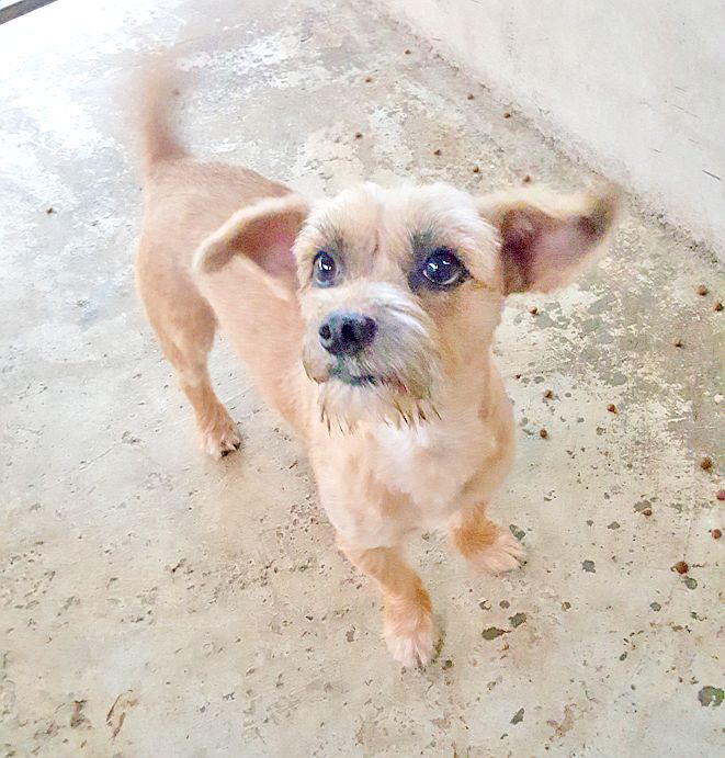 Dixon est un mignon croisé griffon roux. Il attend avec impatience une famille.  Ce toutou se révèle très affectueux et sociable.