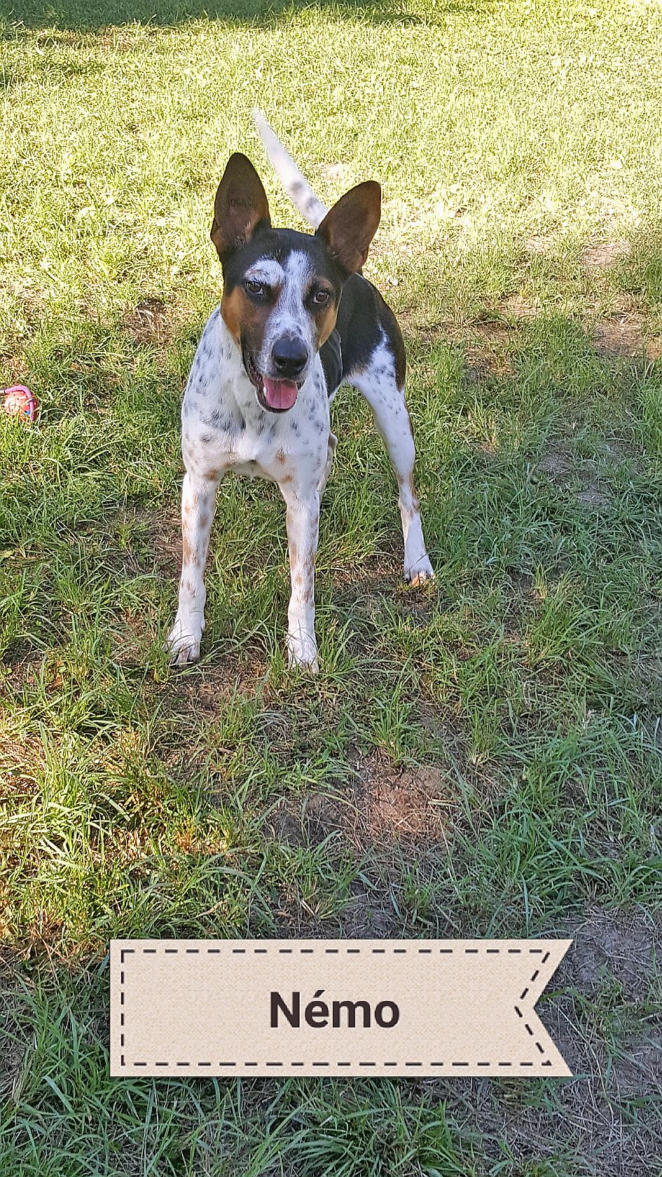 Abandonné par ses propriétaires dans la cour du logement qu’ils quittaient, Nemo est un chien dynamique et joueur.