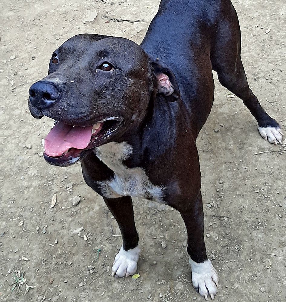 Freya a été trouvée errante en très mauvais état. Après des semaines de soins, elle est enfin prête à rencontrer sa famille pour la vie.