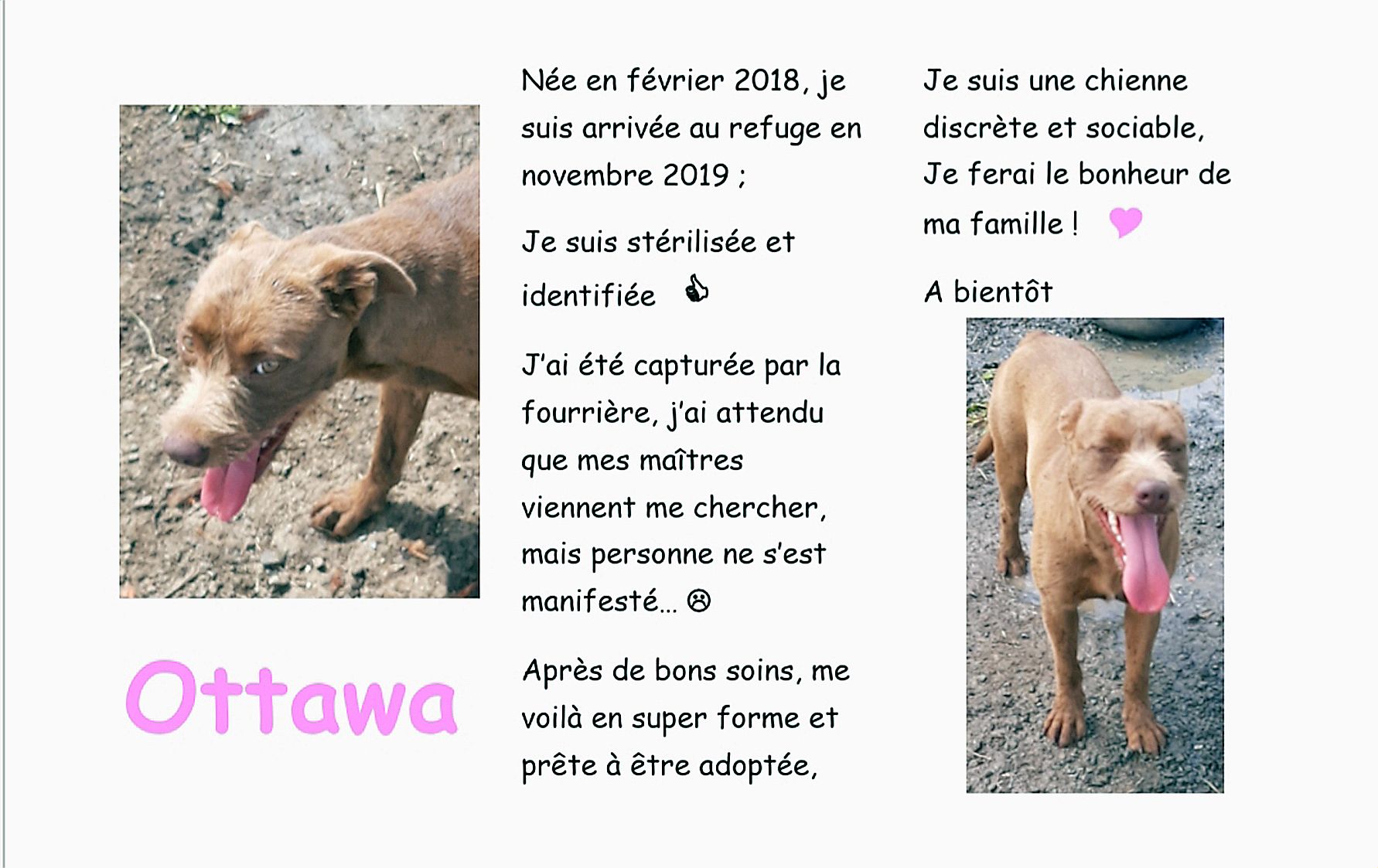 Arrivée au refuge il y a deux mois, Ottawa a dû être soignée. Aujourd’hui, cette chienne discrète et sociable attend une famille.