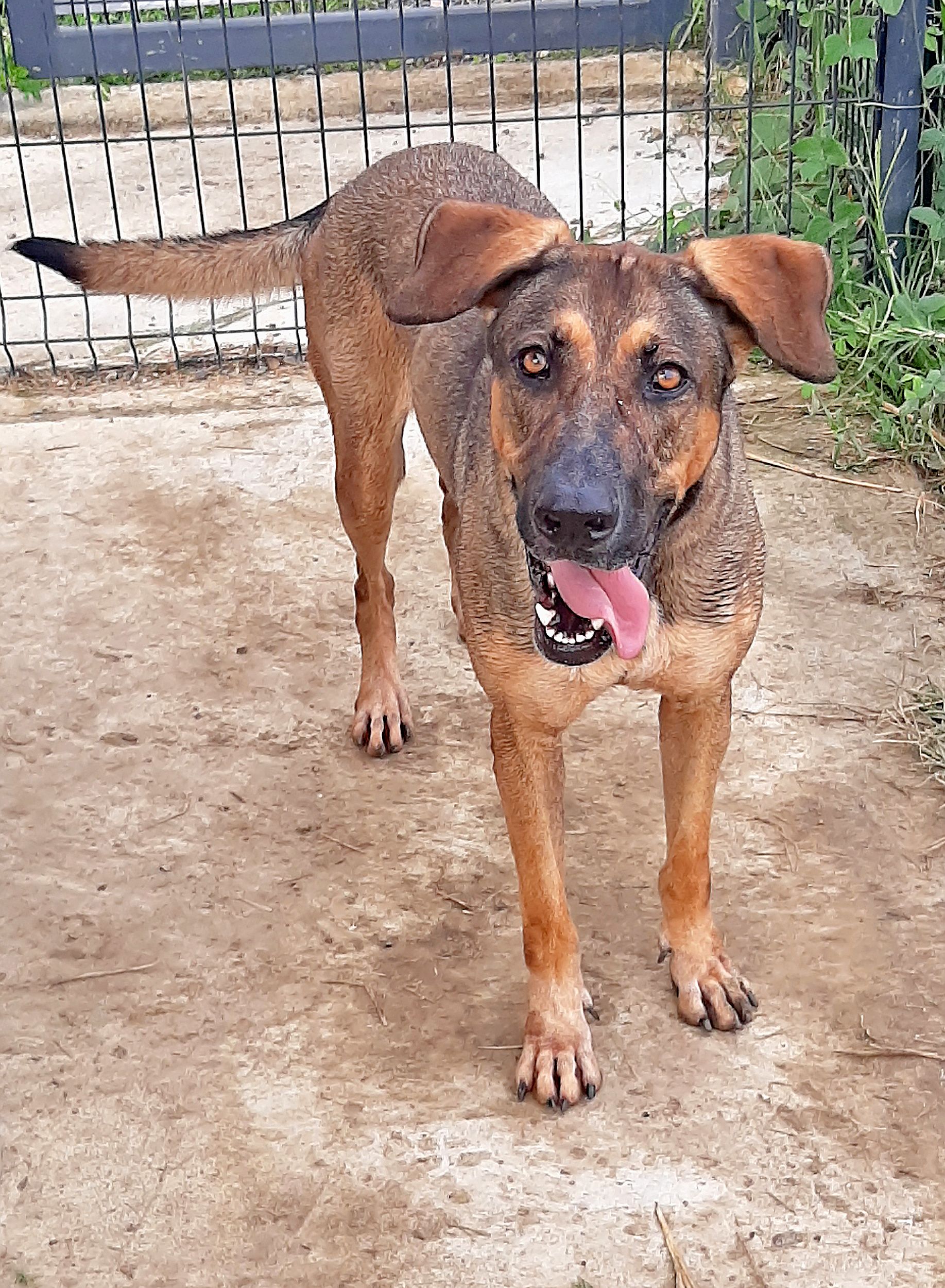 Agée de 3 ans, Birdie est une chienne très calme, joueuse et sociable.