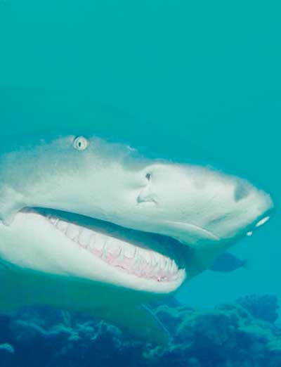 Pour Téophane, le requin-citron est le squale le plus dangereux du lagon car il est imprévisible. S'il n'est pas considéré comme agressif envers l'homme, il vaut mieux ne pas le provoquer.