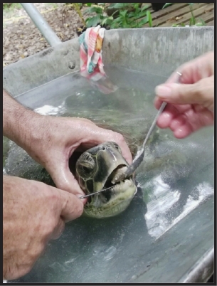 Des pêcheurs de Gouaro aux membres de Bwärä, en passant par le vétérinaire de Bourail, une chaîne de mobilisation s'est mise en place pour tenter de sauver l'animal.