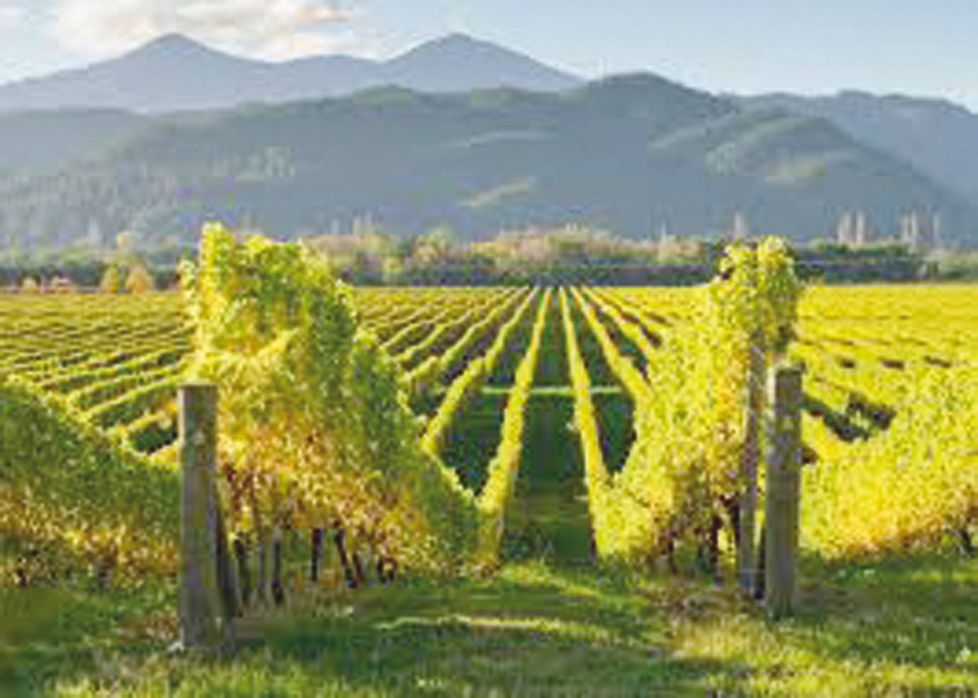 En 1980, le vignoble occupait 5 000 hectares. Aujourd'hui, il s'étend sur plus de 35 000 hectares. 