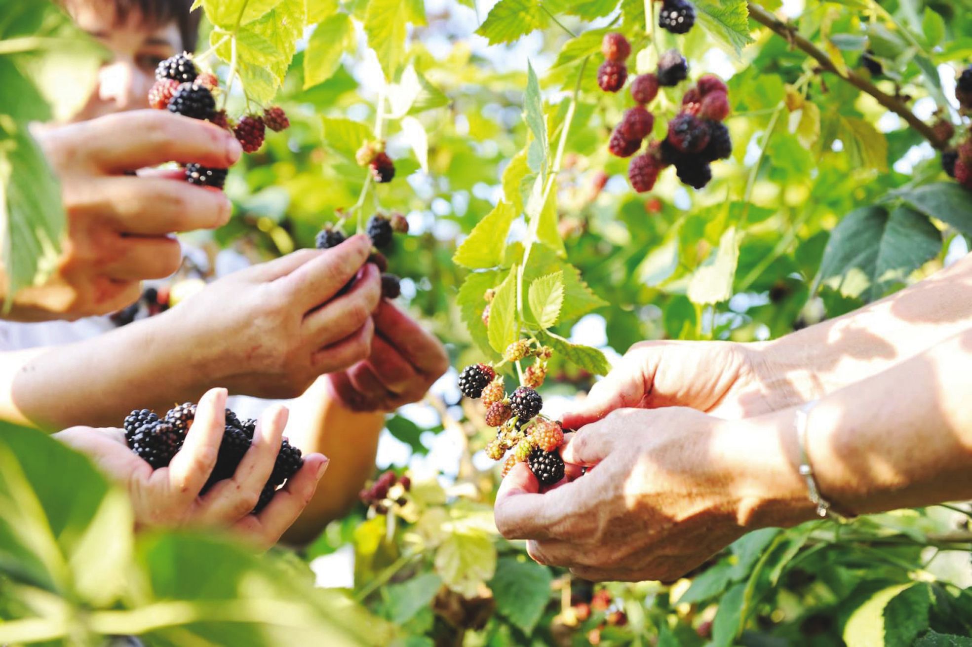 40 000 jeunes adultes travaillent dans l'agricultureaustralienne.