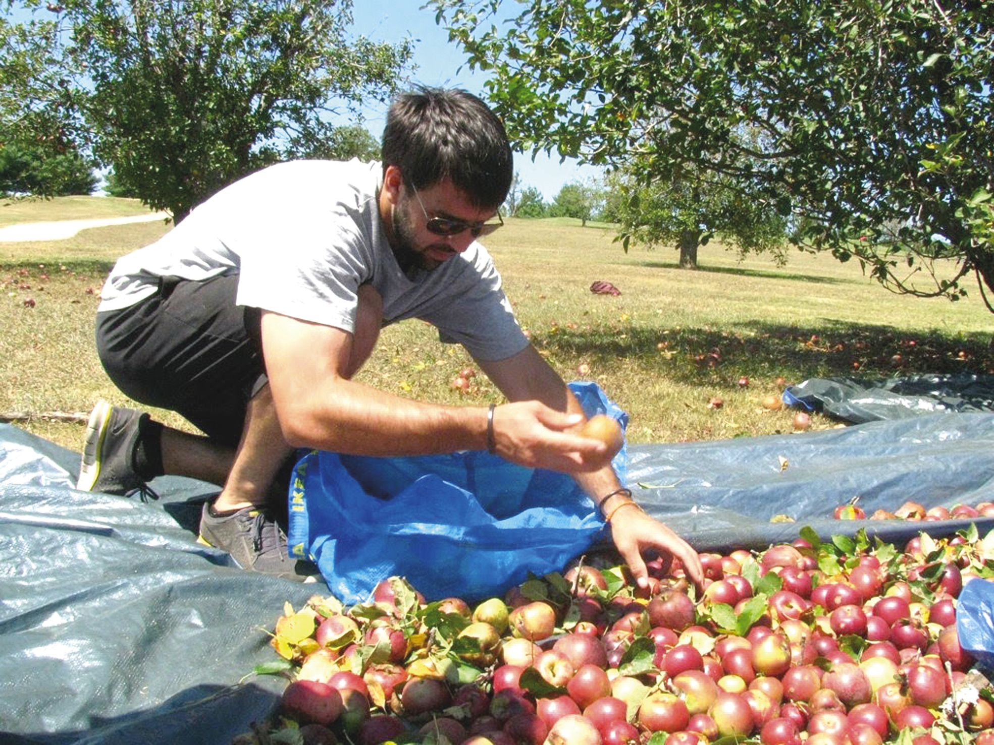 Une exploitation spécialisée dans la production de fruits. Faute de main-d'œuvre locale, les VVT sont indispensables.