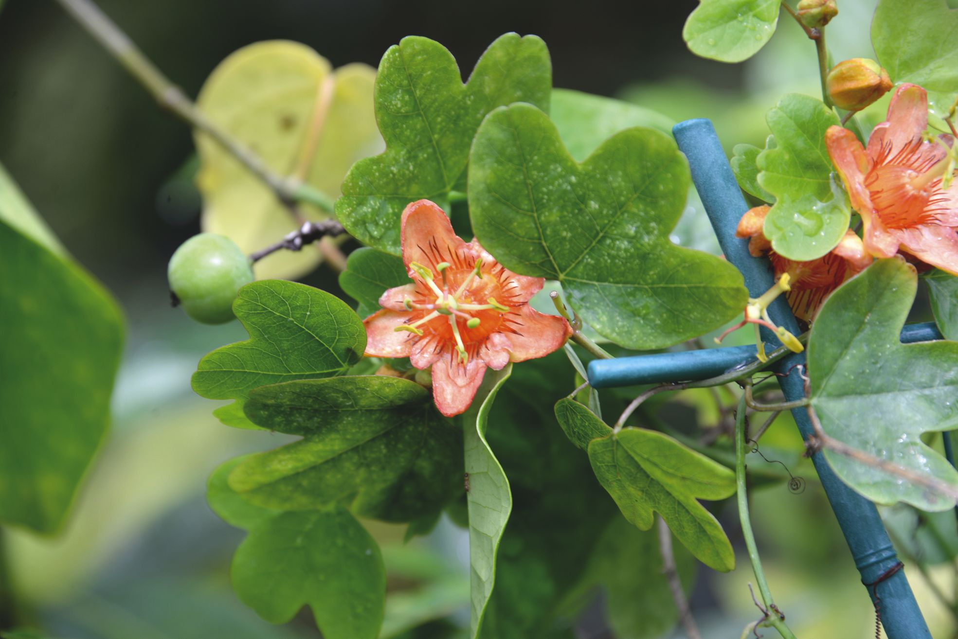 Pour s'assurer des royalties sur ses fleurs sauvages à l'exportation,  la Calédonie devra s'armer d'un cadre législatif.