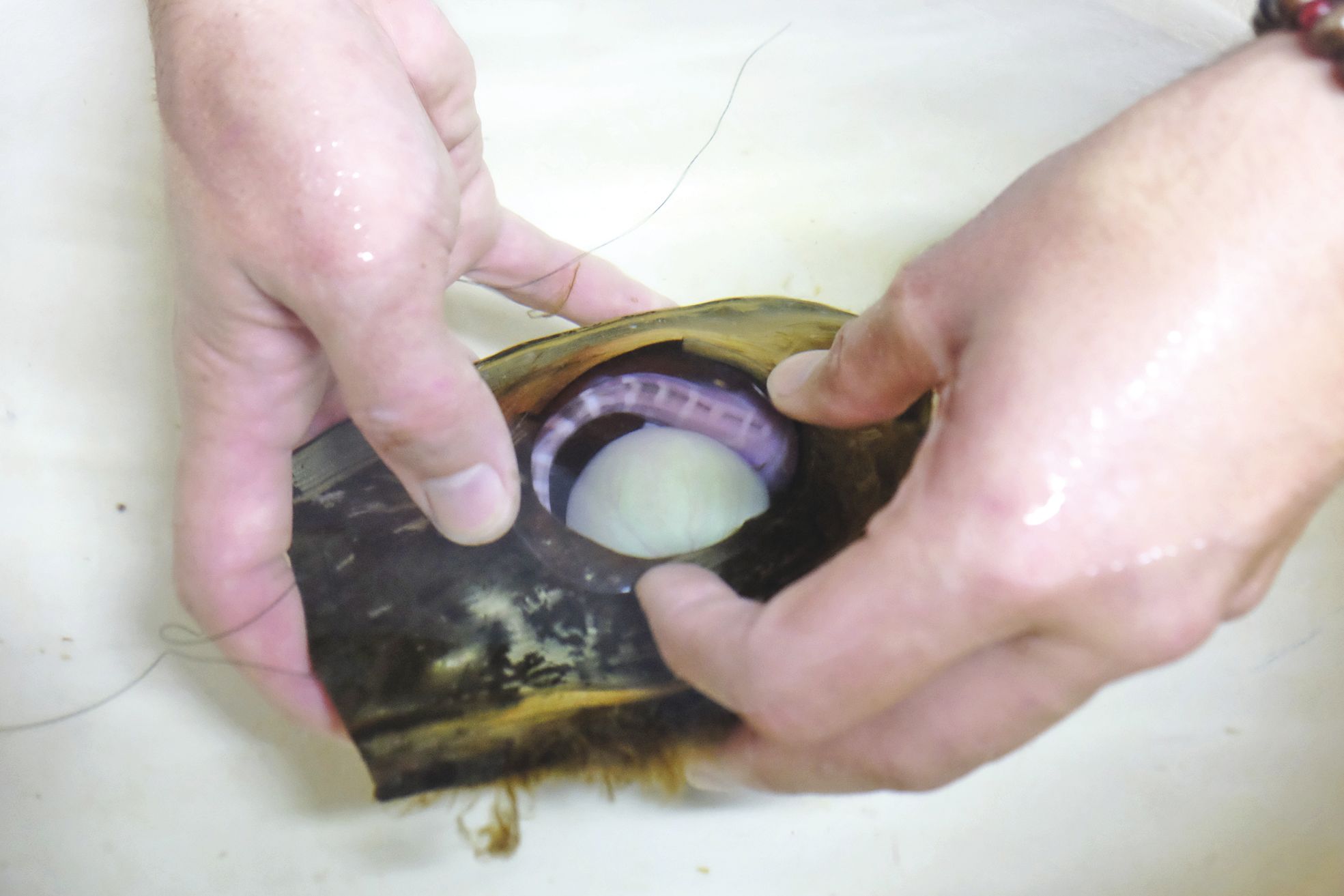 Zone technique de l'aquarium, le 29 février. Les mains dans une bassine d'eau, cet agent vient de placer un des  embryons dans un œuf équipé d'une lucarne. La boule qu'on aperçoit ? Le sac vitellin qui nourrit le futur requin léopard.