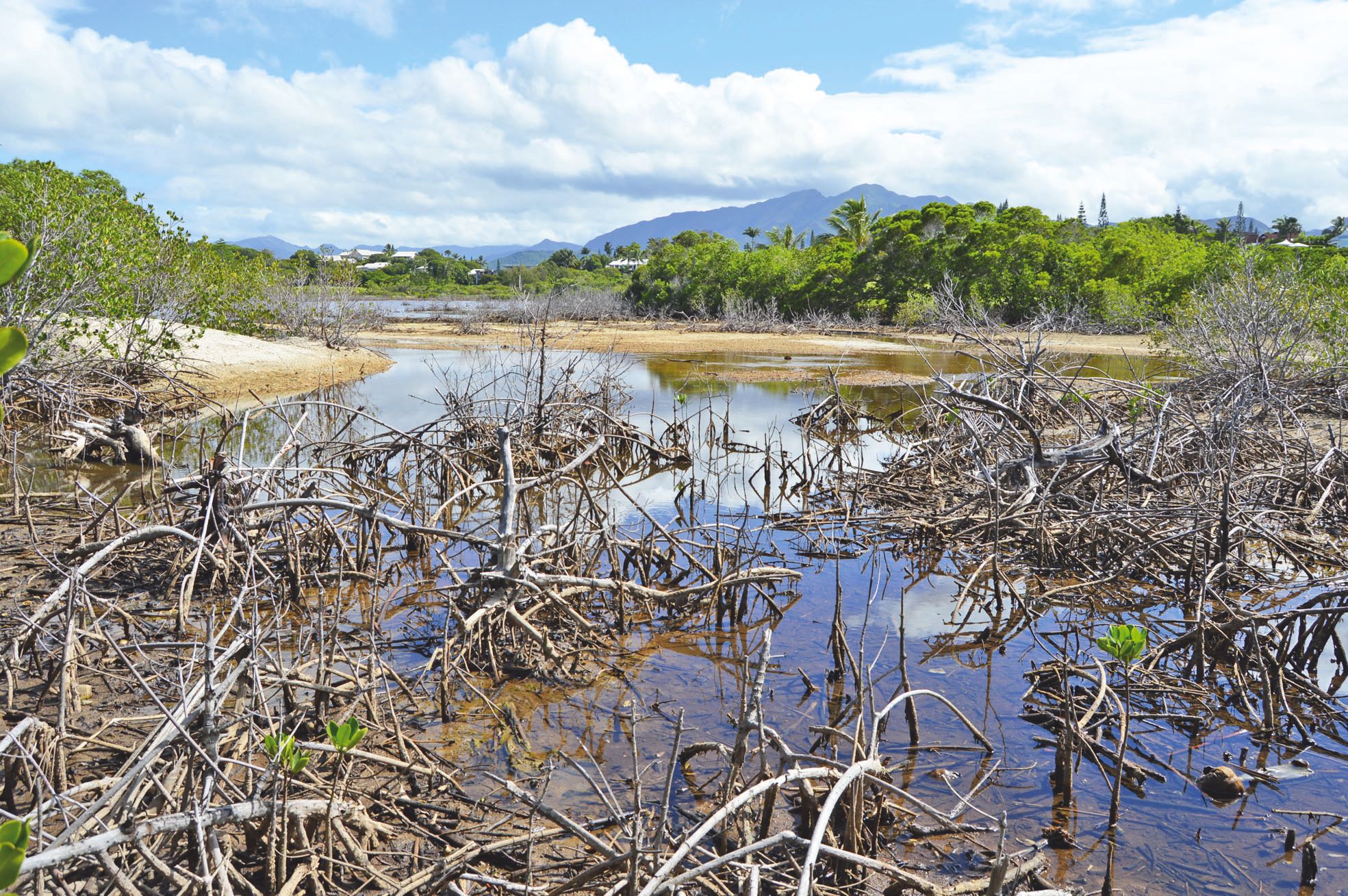 Malgré la remise en eau, les palétuviers n'ont pas résisté. De nombreux troncs morts peuplent la mangrove.