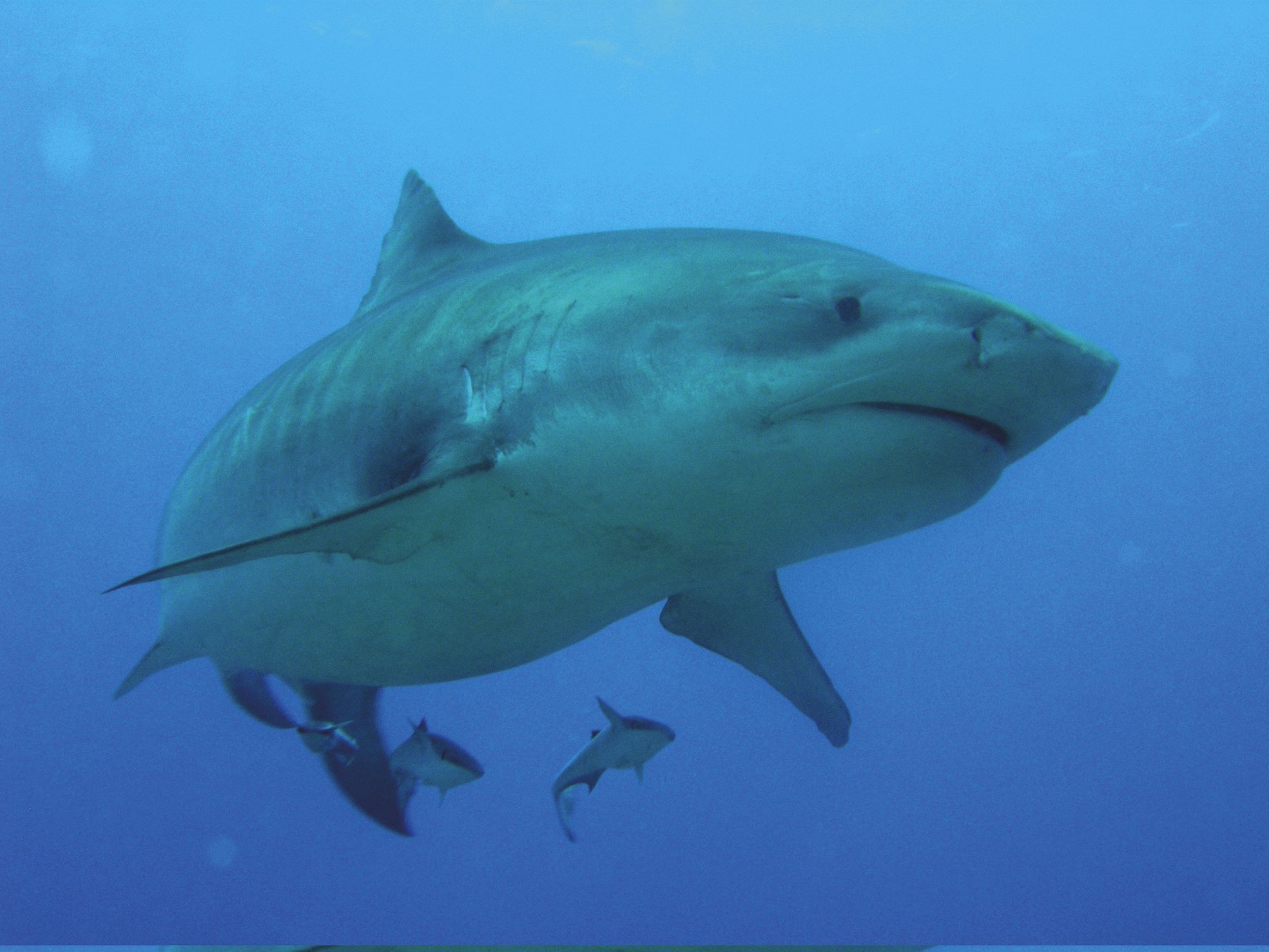 Le requin-tigre est l'espèce à l'origine du plus grand nombre  d'attaques mortelles en Calédonie, devant le requin bouledogue.