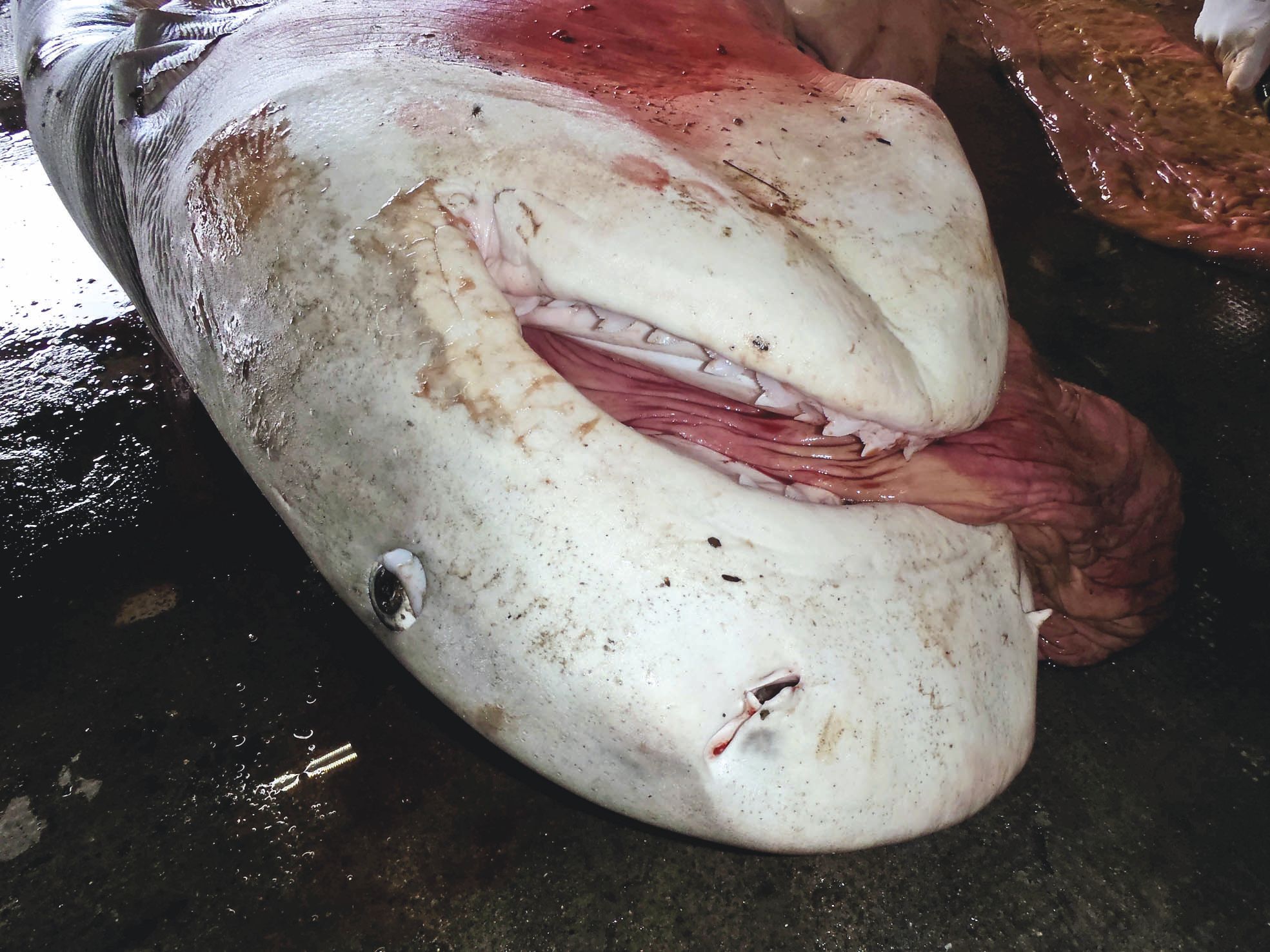 Dans un dock à l'abri des regards à Bourail. Les spécialistes ont pu observer la carcasse du requin-tigre  ayant été tué dans la matinée. Celui-ci aurait pu se montrer agressif dans si peu d'eau.