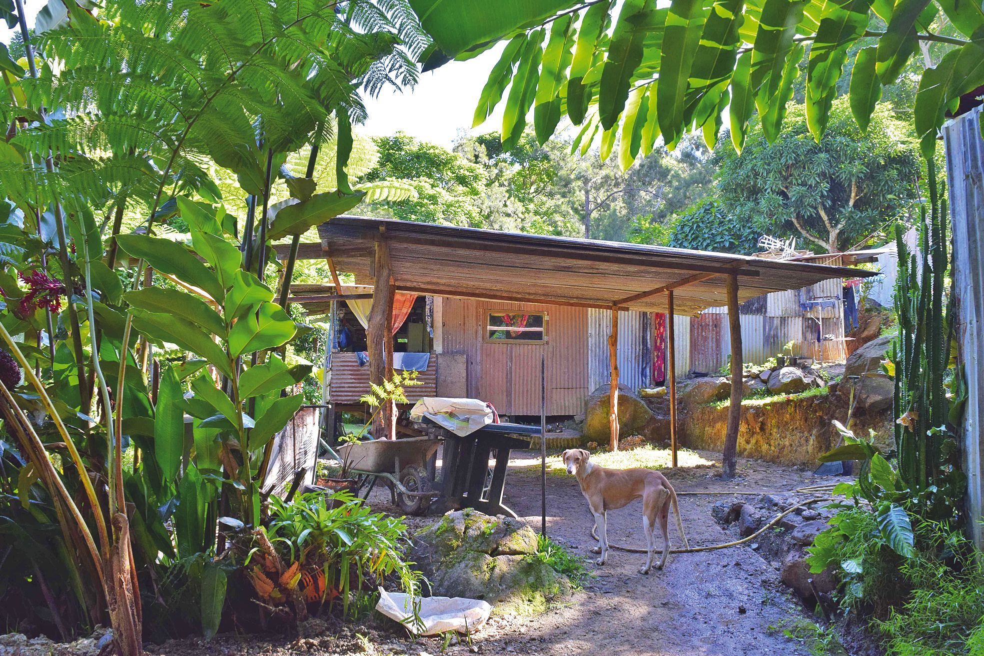 Hier matin, difficile de trouver des occupants. La plupart d'entre eux étant au travail,  ce sont les chiens qui se chargent de monter la garde des habitations de fortune.