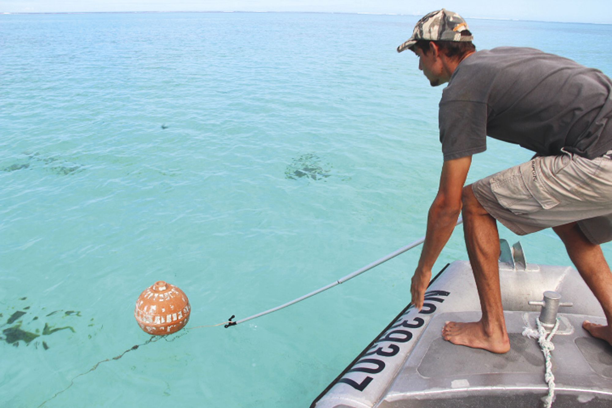 Hier matin, dans les eaux du lagon de Poé. Mickaël, agent formé par l'IRD à la capture de requins, récupère une ligne posée à 300 mètres de la plage. En fin de journée, un tigre femelle a été récupéré, bagué et biopsé. Son nom : Saline.