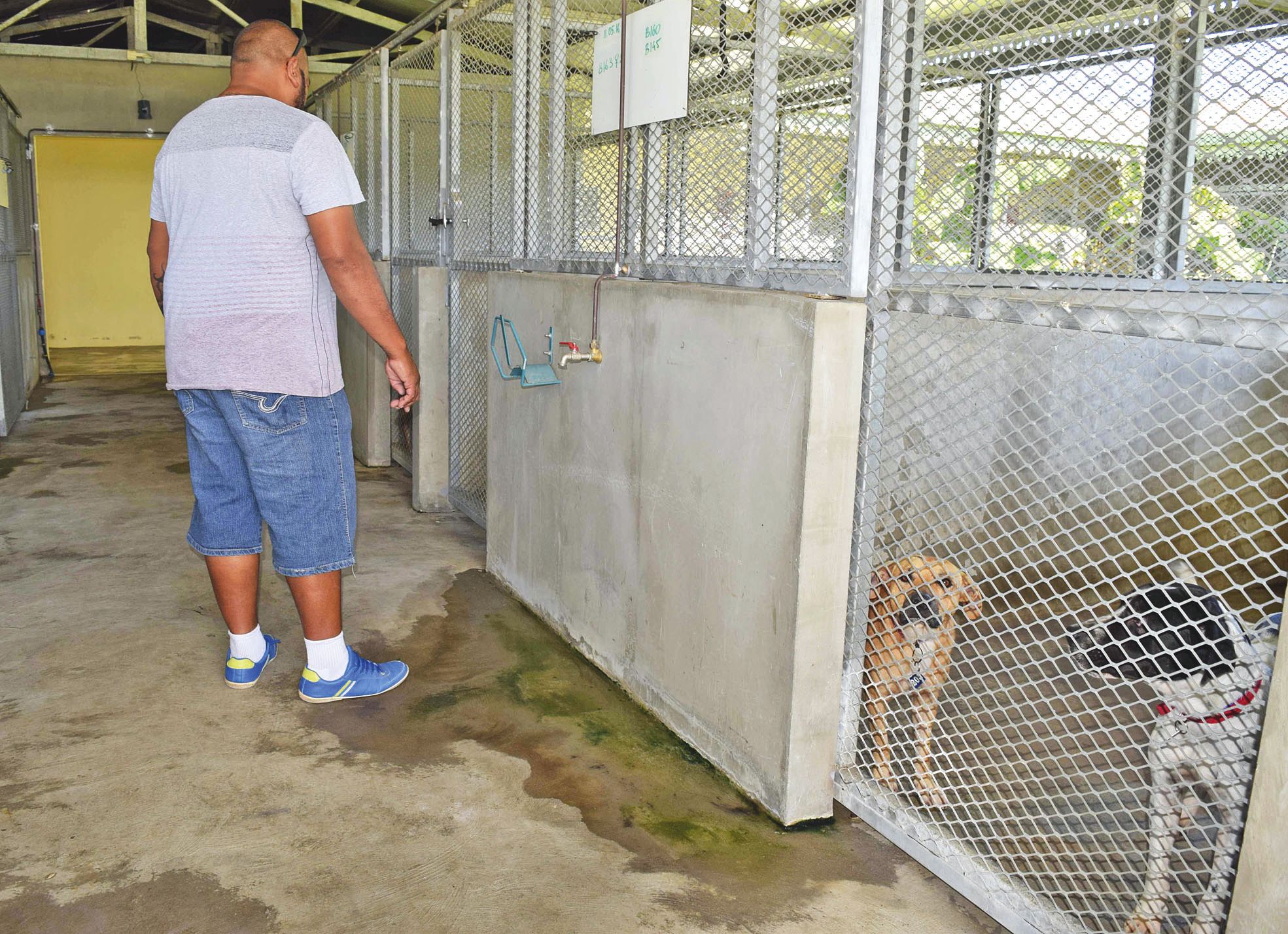 Fourrière intercommunale de Ducos, le vendredi 27 mai. Dans le chenil de la structure, les animaux sont répartis en  fonction des villes où ils ont été capturés. Leurs propriétaires ont théoriquement huit jours ouvrables pour les récupérer.