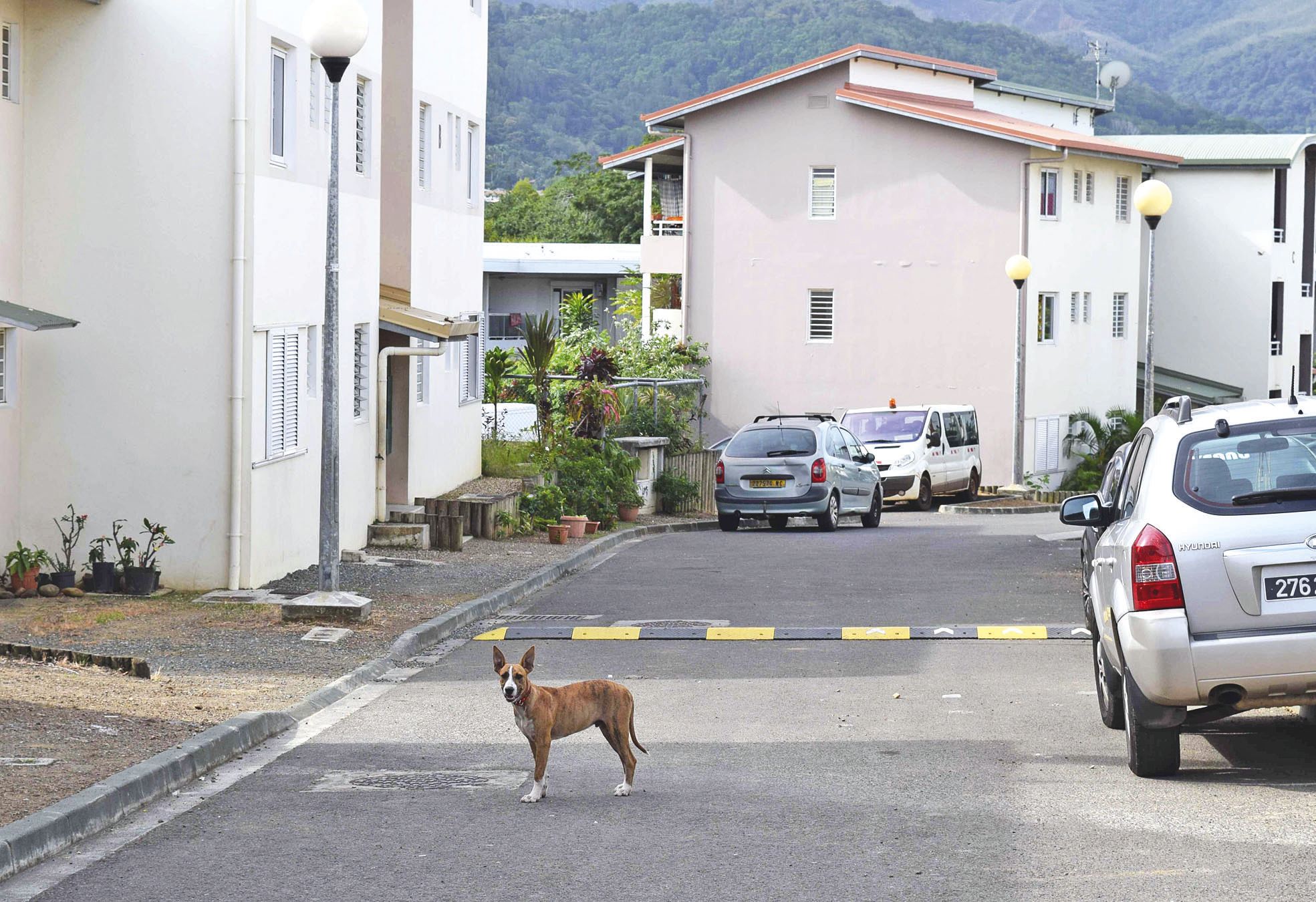 Koutio, le jeudi 26 mai. A Dumbéa, 196 animaux en  divagation ont été capturés par la fourrière en 2015.