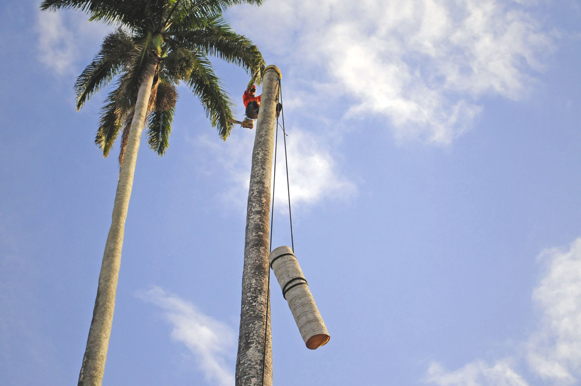 L'arbre a été débité par morceaux. Un camion-grue a ensuite été  dépêché pour les évacuer.