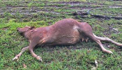 Une vache et un veau tués par des viandards à Thio ce week-end