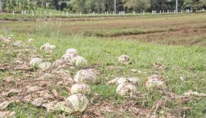 La Calédonie, reine du gaspillage alimentaire ?