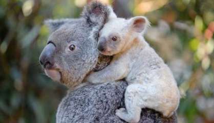 Naissance rarissime d'un koala blanc en Australie