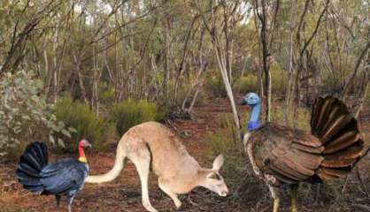 Un dindon géant vivait en Australie il y a deux millions d'années