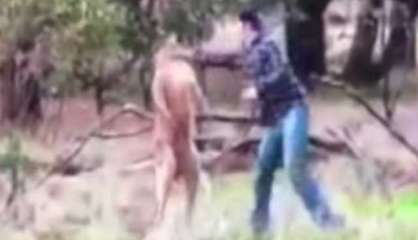 Australie : Il boxe un kangourou pour sauver son chien