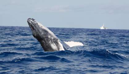 [AUDIO] Les baleines au rendez-vous dans le lagon