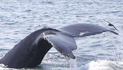 Soirée spéciale « baleines » au Centre Tjibaou