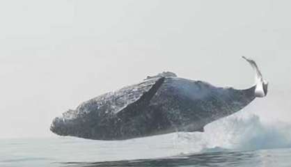 [VIDÉO] Une baleine fait des bonds et se retrouve entièrement hors de l'eau