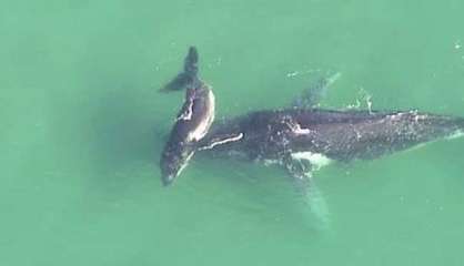 En Australie, une baleine sauvée par son baleineau