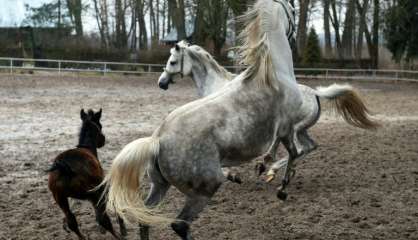 Pologne: des pur-sang arabes menacés par le maquignonnage politique