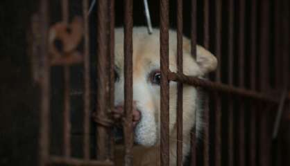 Corée du Sud : le business moribond de la viande de chien