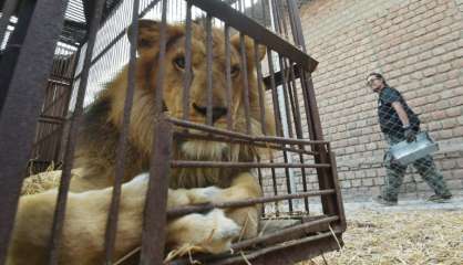 Animaux: des lions sauvés des cirques sud-américains s'envolent pour l'Afrique