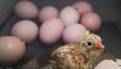 Laser et spectromètre pour éviter le broyage des poussins