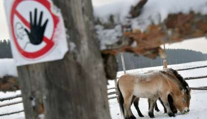 En 30 ans, Tchernobyl est devenu une réserve inédite d'animaux sauvages