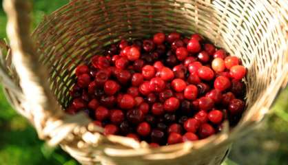 La France suspend les importations de cerises traitées au diméthoate, insecticide contesté (JO)