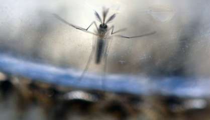 Zika: l'OMS estime possible une 