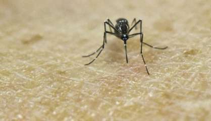 Zika: premier décès lié au virus aux Etats-Unis, à Porto Rico