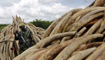 Braconnage d'éléphants: le Kenya va brûler des tonnes d'ivoire