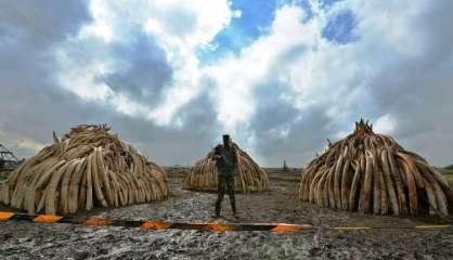 Le Kenya s'apprête à brûler la plus grande quantité d'ivoire de l'histoire