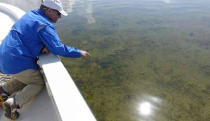 Sous les eaux de Floride, 