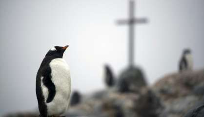 Manchots d'Antarctique recherchent crevettes