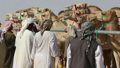 Au Qatar, des chameaux graines de champions