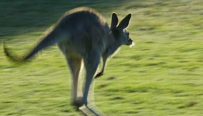 Un kangourou romp les implants mammaires d'une Australienne