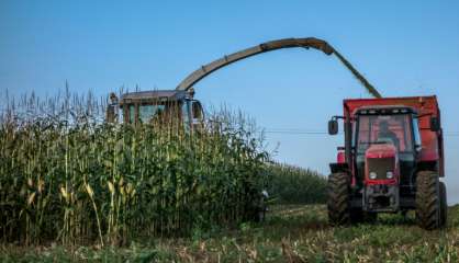 Les cultures OGM apparemment pas plus risquées pour l'environnement et la santé