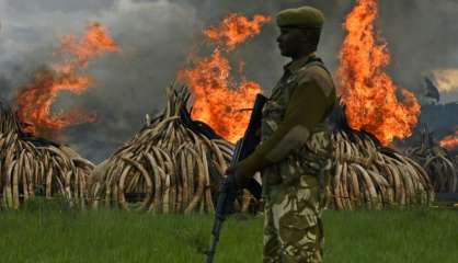 Braconnage: le Kenya détruit des tonnes d'ivoire