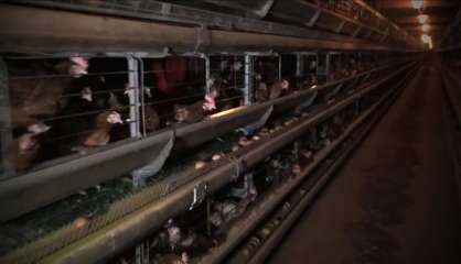 Une vidéo dénonce les conditions d'élevage de poules pondeuses dans l'Ain