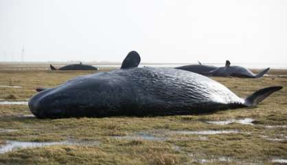 Mexique: 27 baleines s'échouent sur une plage, seules 3 survivent