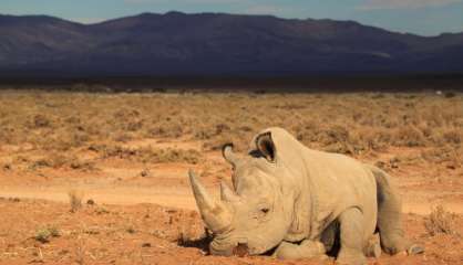 Emigrer pour survivre: la dernière chance pour les rhinocéros braconnés ?