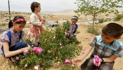 La célèbre rose de Damas flétrie par la guerre